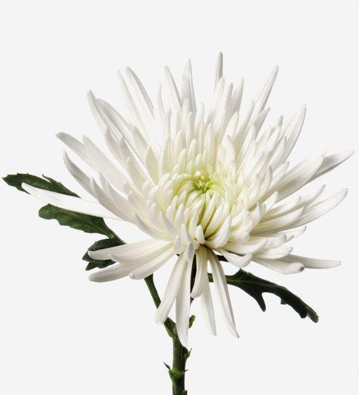 Snowy White Chrysanthemum 