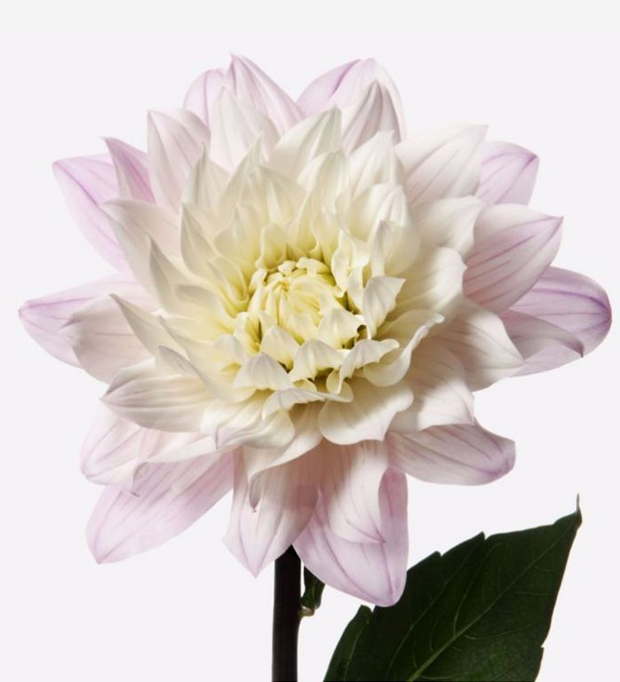 Mother of Pearl Dahlia 