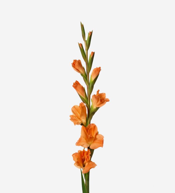 Orange Crush Gladiolus