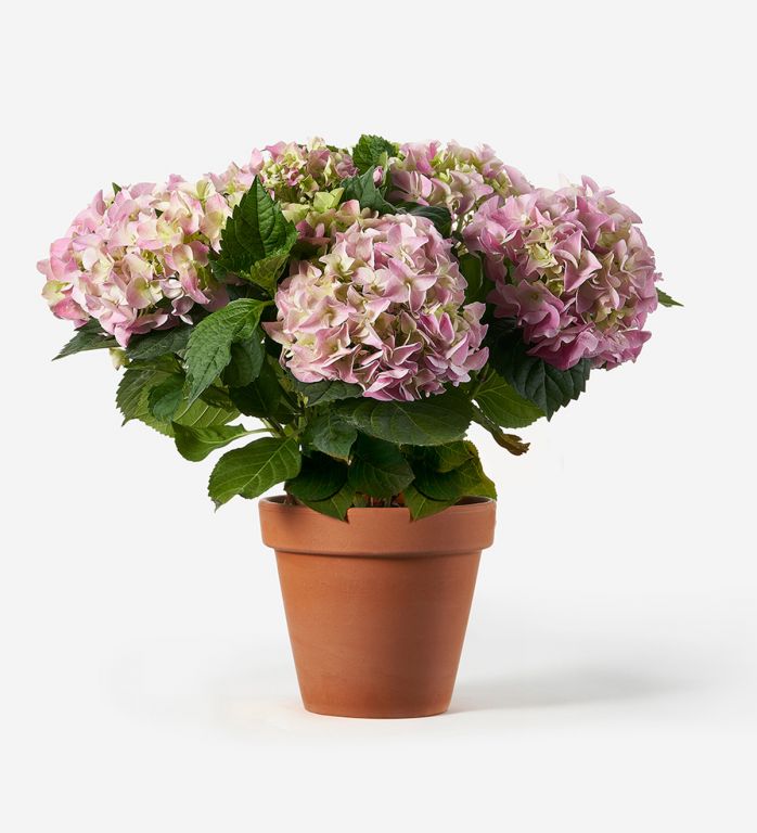 Potted Pink Hydrangea Plant