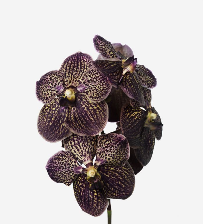 Chocolate Decadence Vanda Cut Orchid